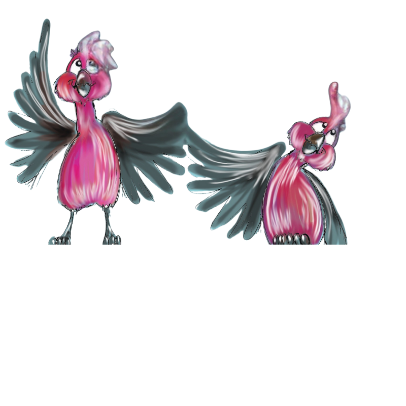 Pink and Grey Galahs