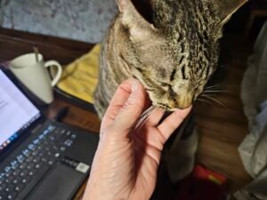 Person scrating the chin of a tabby cat with keyboard in background
