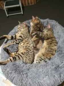 three cats sleeping in a bed together